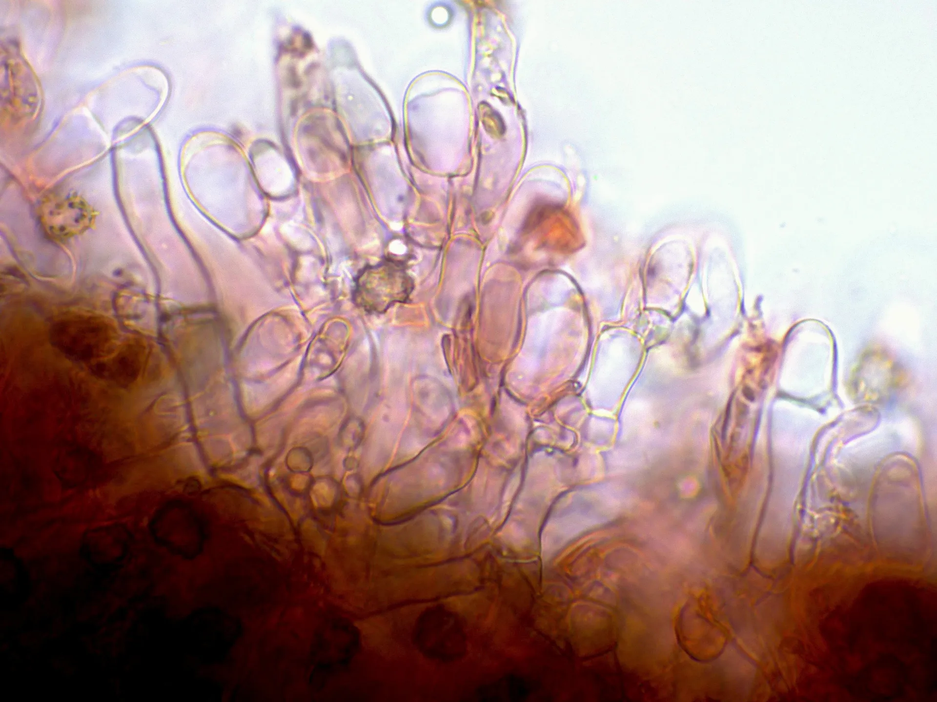 Microscopía de Thelephora wakefieldiae - 10 - Basidios-001